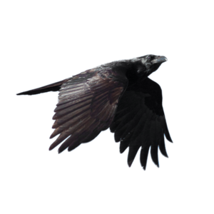 Raven PNG-71467